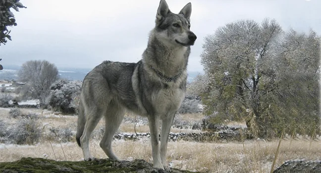 Las 9 razas de perro más cercanas al lobo (¡Sorprendente ...