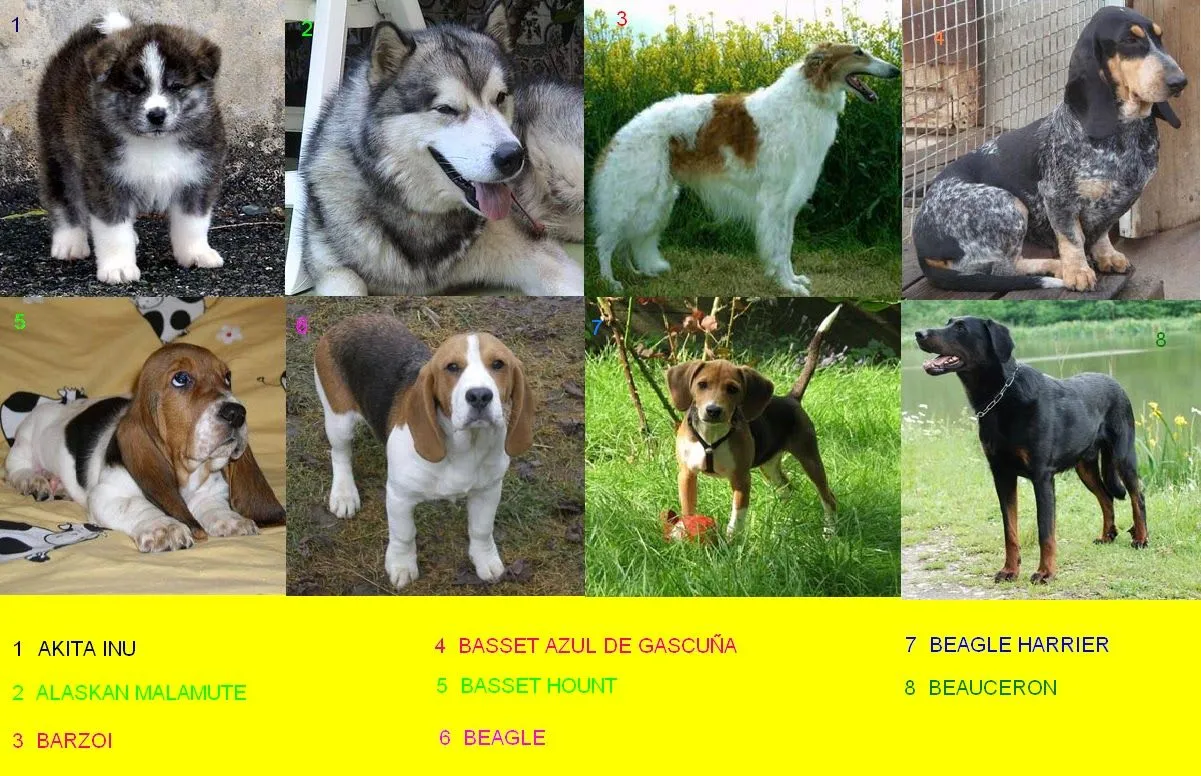 Nombres De Razas De Perros 90850 | ZBSOURCE Nombres De Razas De Perros 90850 | ZBSOURCE