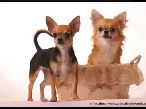 RAZAS DE PERROS: Chihuahua - YouTube