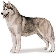 Las Razas de Perros: Husky Siberiano (Siberian Husky) Las Razas de Perros: Husky Siberiano (Siberian Husky)
