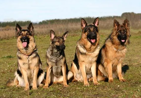 razas de perros: julio 2011