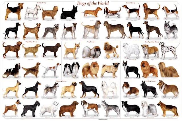 Fotos y nombres de todas las razas de perros - Imagui