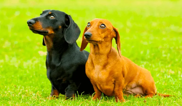 Razas de perros pequeñas: El perro de raza poodle o caniche | Cancitos