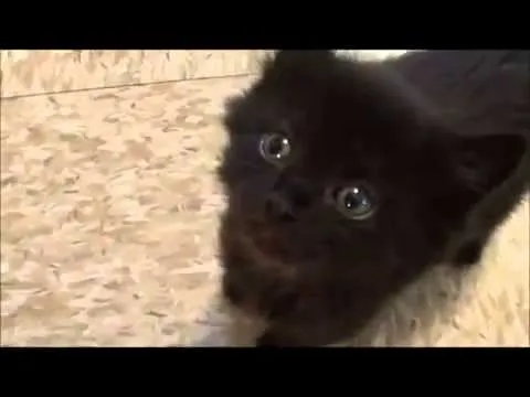 Razones para adoptar un gato negro (Sub:ESPAÑOL) - YouTube