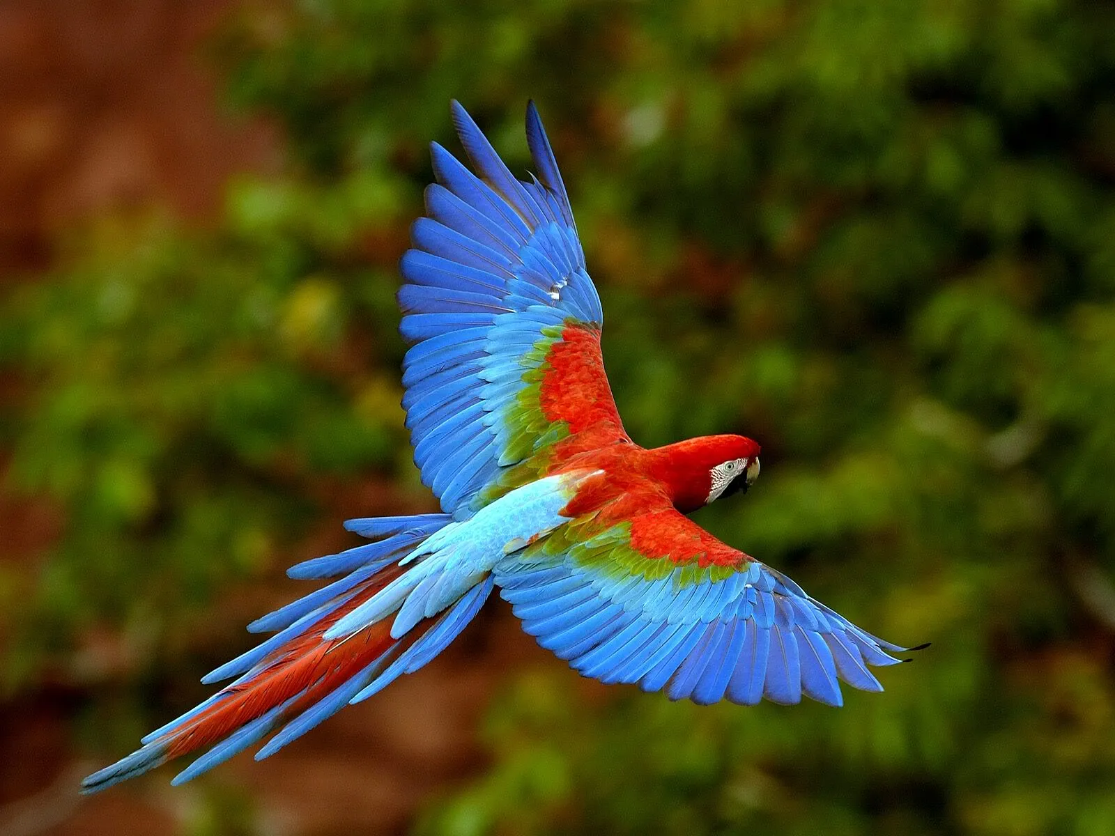 Re. Evolucion Pampeana: La Madre de los Pájaros Re. Evolucion Pampeana: La Madre de los Pájaros