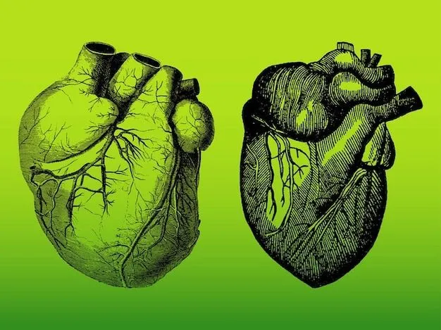 Realista paquete de vectores corazones humanos detallada ...