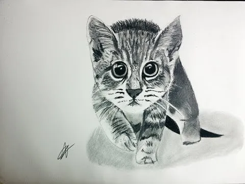 Cómo dibujar un gato realista paso a paso explicado MUY FÁCIL ...