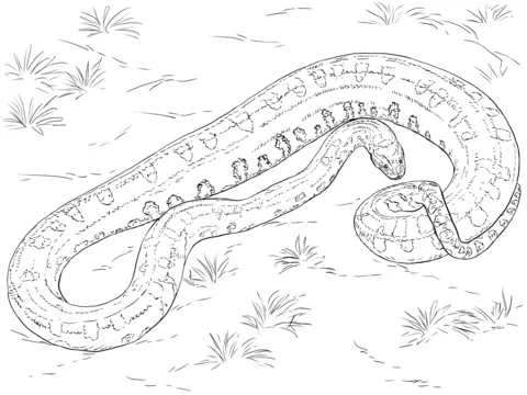 Realistic Green Anaconda Coloring page | Free Printable Coloring Pages