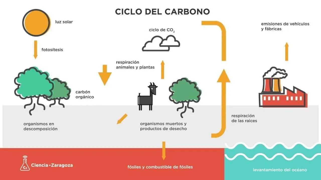 realiza un pequeño dibujo del ciclo del carbono con una pequeña  descripción​ - Brainly.lat