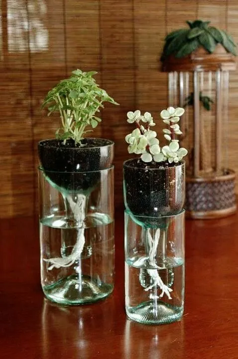 Reciclaje : plantas cultivadas en botellas de vidrio | VIDRIO ...