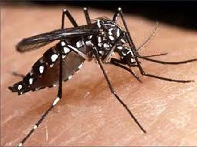 Cómo reconocer al mosquito transmisor del dengue