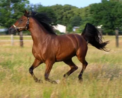 Recorrerá el Magreb a caballo para demostrar a los occidentales que ... Recorrerá el Magreb a caballo para demostrar a los occidentales que ...