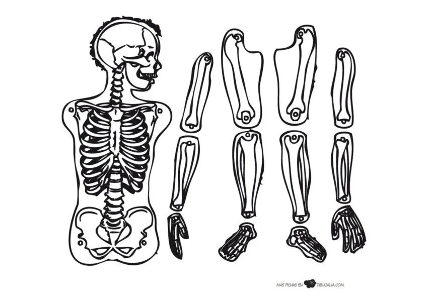 Recortable esqueleto humano - Dibujo #1231 - Dibujalia - Dibujos para  Colorear y Recursos Educativos