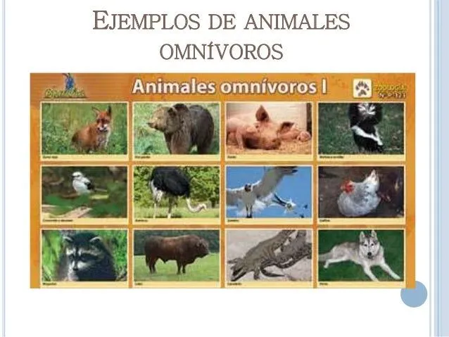 Recortes de animales omnivoros - Imagui