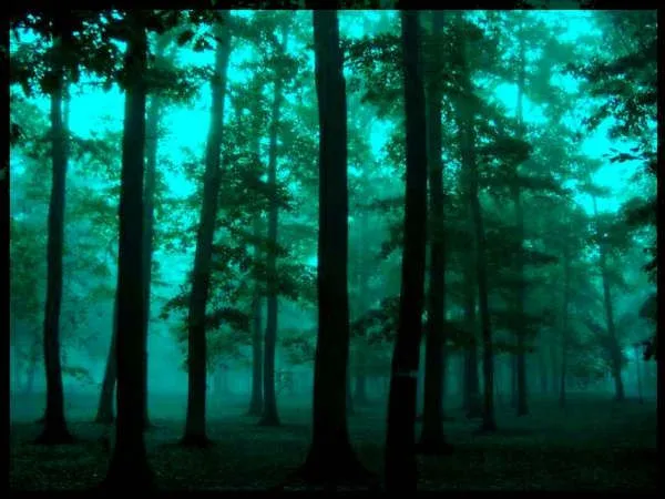 Imagenes de bosques oscuros - Imagui