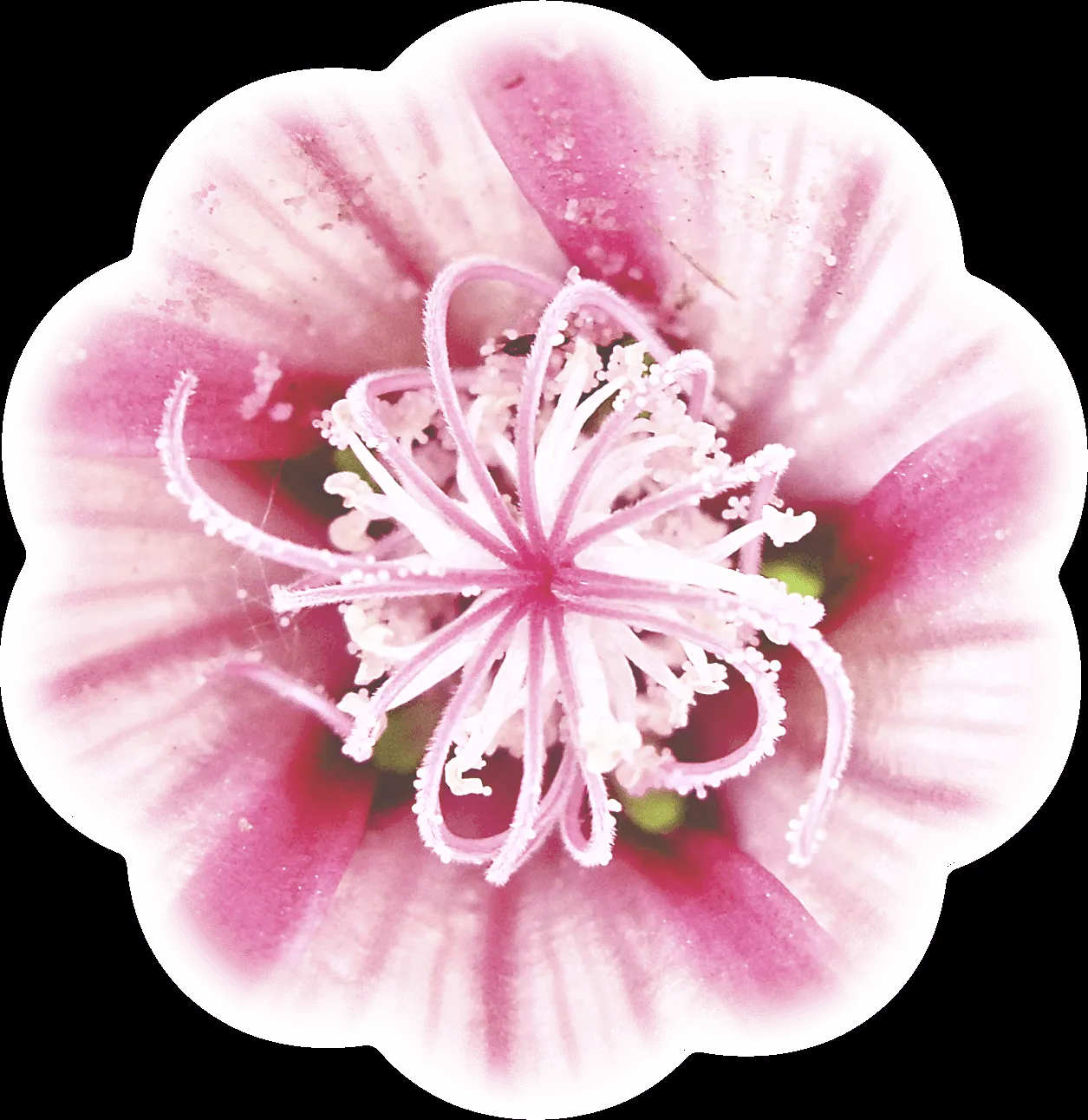 Recursos infantiles: Flores rosas PNG