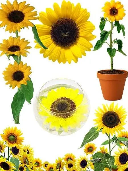 Recursos Photoshop Llanpac: Coleccion de clipart de girasoles para ... Recursos Photoshop Llanpac: Coleccion de clipart de girasoles para ...