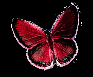 RecursosMF: Mariposas PNG !! RecursosMF: Mariposas PNG !!