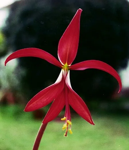 Red de la Flor de Lis | El Camino de la Alquimia Red de la Flor de Lis | El Camino de la Alquimia