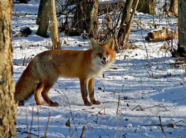 Red Fox In Taiga Biome - Fox Facts and Information