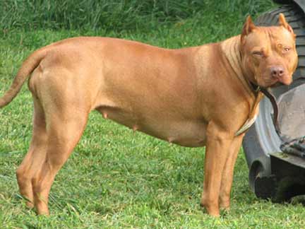 Red Nose American Pit Bull Terriers
