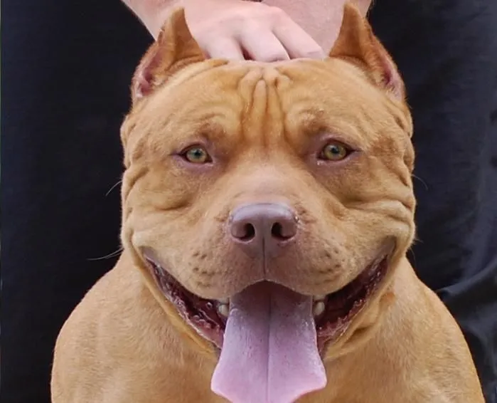 Red nose bully kennels - mikfulasurp23's soup Red nose bully kennels - mikfulasurp23's soup