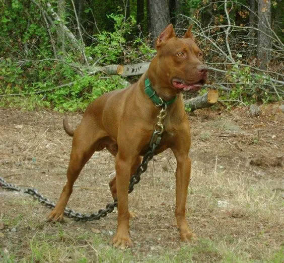 Southern Inferno's Mad Jack - Male Red Nose American Pit Bull Terrier Southern Inferno's Mad Jack - Male Red Nose American Pit Bull Terrier