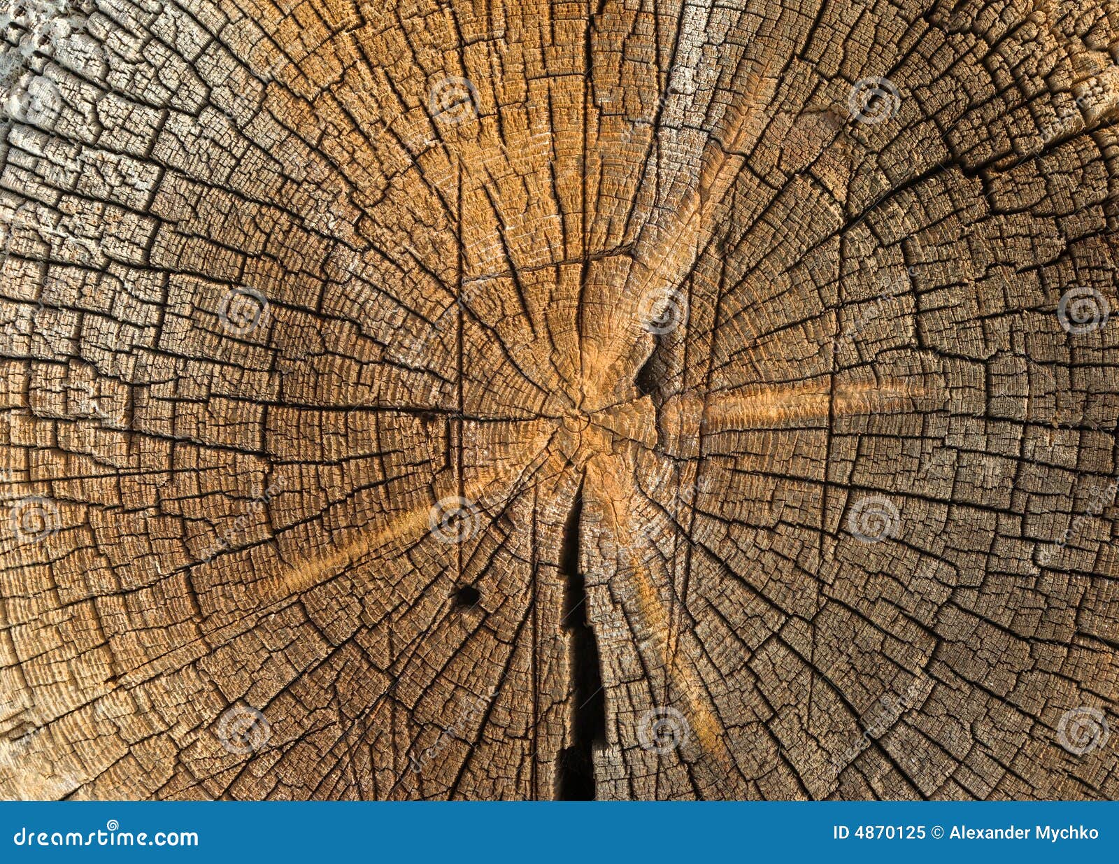 Reduzca El Cierre De La Textura Del Tronco De árbol Para Arriba ... Reduzca El Cierre De La Textura Del Tronco De árbol Para Arriba ...