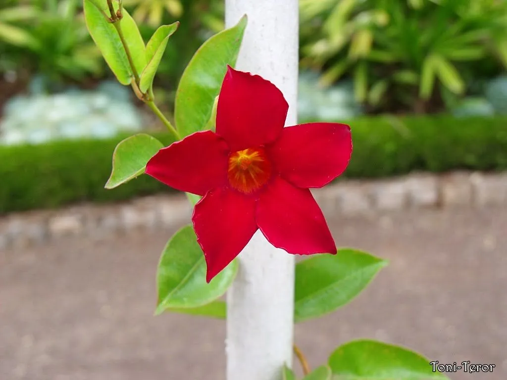 El reflejo de mi mirada: Flor roja de cinco pétalos El reflejo de mi mirada: Flor roja de cinco pétalos