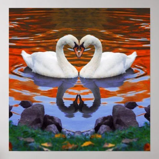 Reflexiones del lago autumn de la caída de cisnes posters de Zazzle. Reflexiones del lago autumn de la caída de cisnes posters de Zazzle.