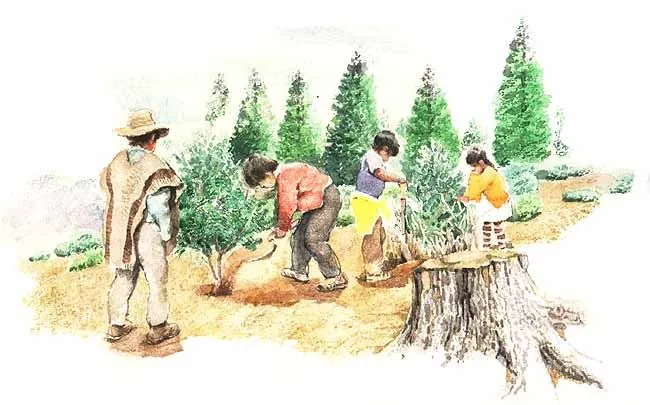 Reforestación dibujo - Imagui