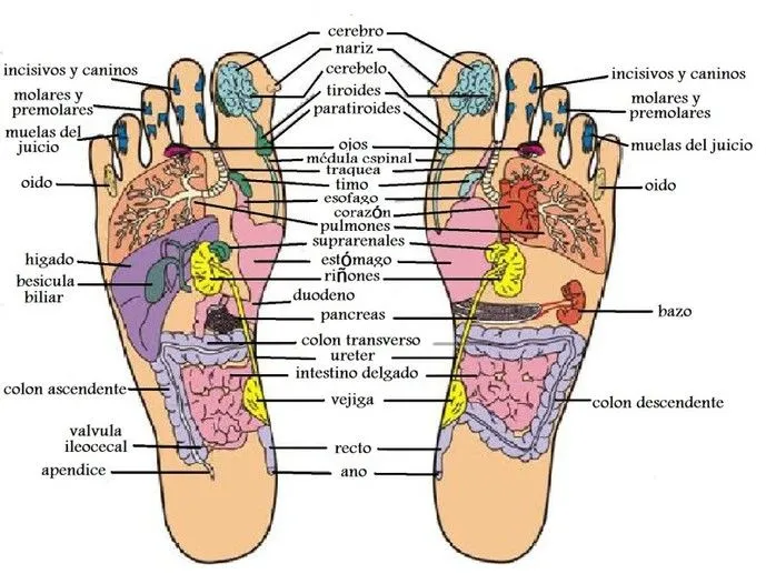 Huesos del pie humano derecho - Imagui