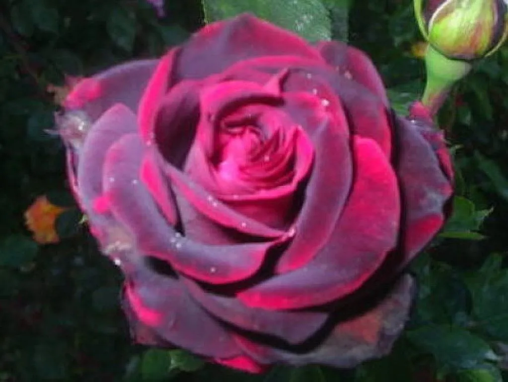 regalar rosas | Cuidar de tus plantas es facilisimo. regalar rosas | Cuidar de tus plantas es facilisimo.