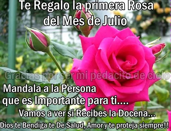 Te Regalo la primera Rosa del Mes de Julio imagen #6695