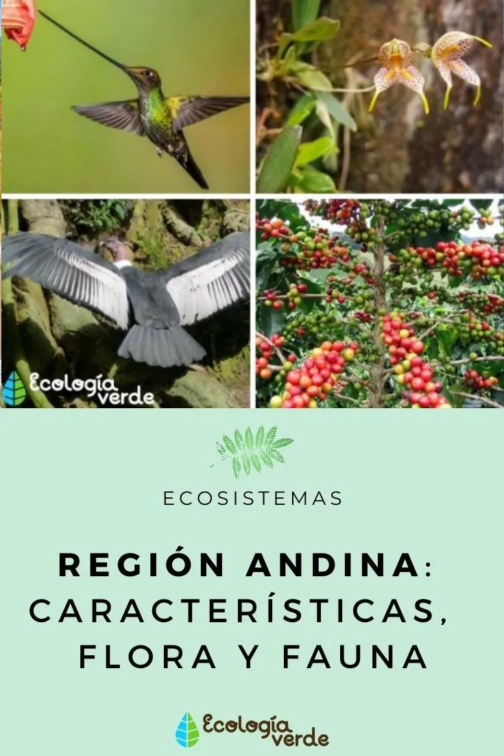 Región andina: características, flora y fauna - Resumen con FOTOS | Tipos de  ecosistemas, Ecosistemas, Fauna
