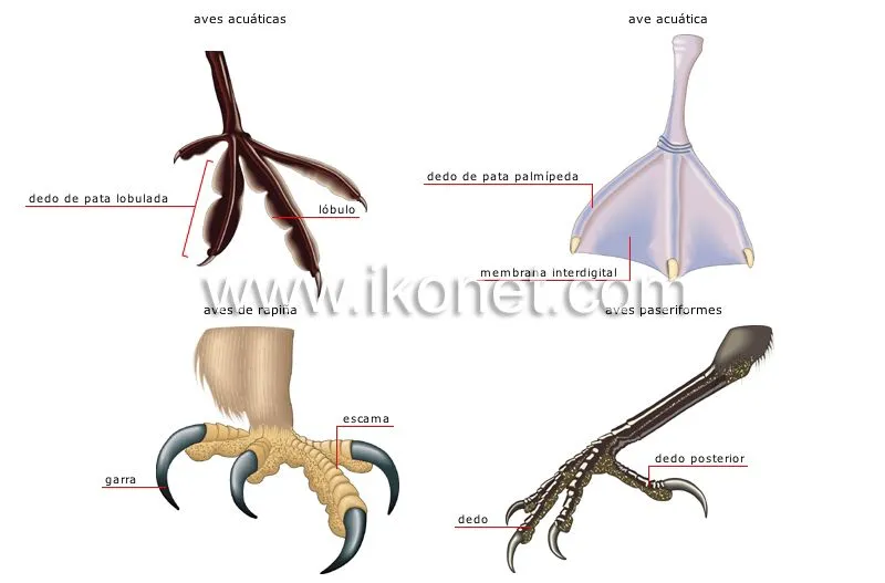 reino animal > aves > ave > ejemplos de patas imagen - Diccionario ... reino animal > aves > ave > ejemplos de patas imagen - Diccionario ...