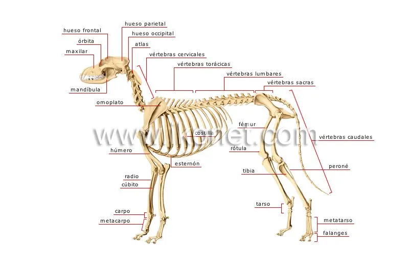 reino animal > mamíferos carnívoros > perro > esqueleto de un ...