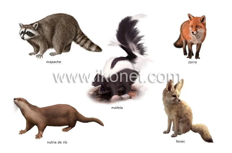 reino animal > mamíferos carnívoros > ejemplos de mamíferos ...