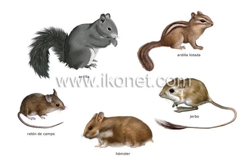 reino animal > roedores y lagomorfos > ejemplos de roedores imagen ...