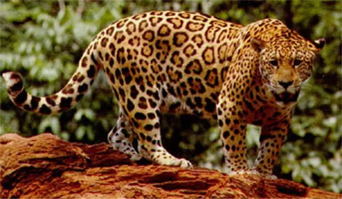 El Reino Animal / Jaguar