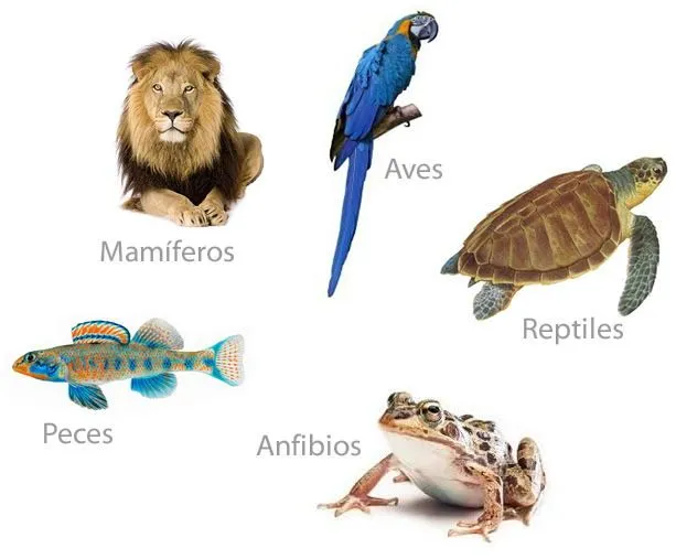 Reino Animal: Vertebrados e Invertebrados