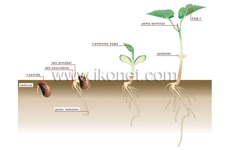 reino vegetal > planta > germinación imagen - Diccionario Visual