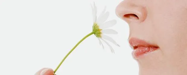 Relación Sistema Nervioso- Órganos de los Sentidos: Los Sentidos Relación Sistema Nervioso- Órganos de los Sentidos: Los Sentidos