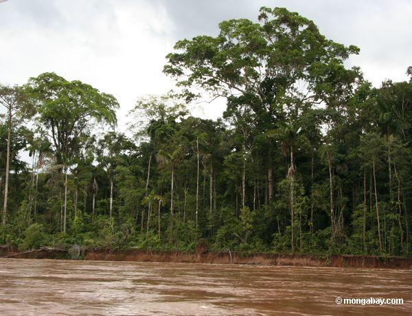 Relaciones simbióticas en el bosque lluvioso Relaciones simbióticas en el bosque lluvioso