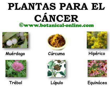 cancer-plantas.jpg