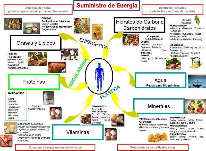 Rendimiento energético de los alimentos | Biología y Geología ...