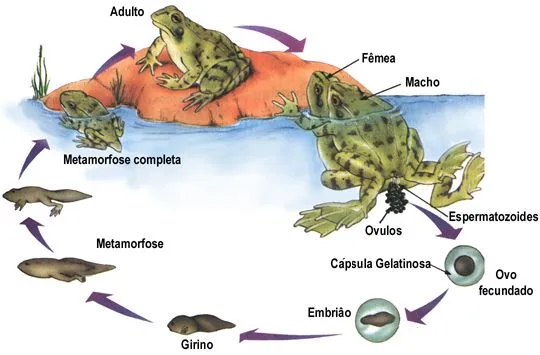 Ciclo de vida de un anfibio - Imagui