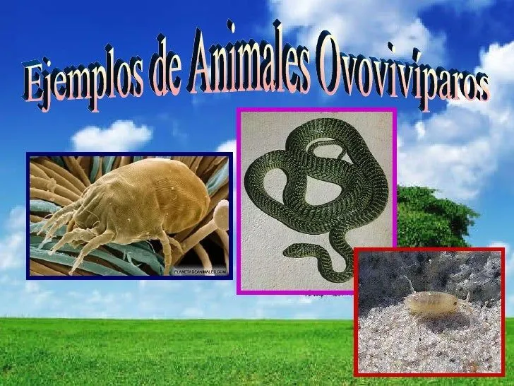 Reproducción animal arelis