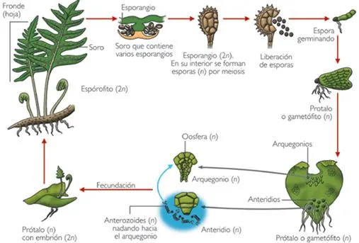Reproduccion y desarrollo vegetal - Monografias.com