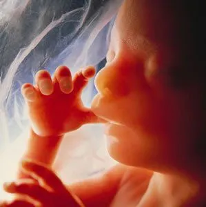 La reproducción humana » feto